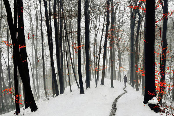 Forest Art Print featuring the photograph Through Autumn And Winter by 