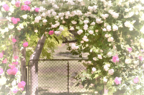 Roses Art Print featuring the photograph Through the Rose Arbor by Elaine Teague