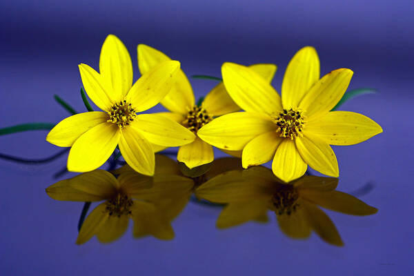 Tiny Yellow Flowers Art Print featuring the photograph Tickseed Trio by Suzanne Stout