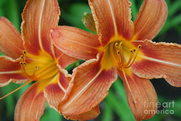 Tiger Lily Art Print featuring the photograph Tiger lily 3 by Jim Gillen