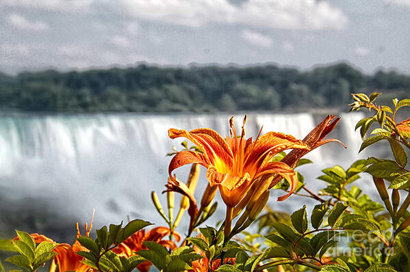 Tiger Lily Art Print featuring the photograph Tiger Lily with a Blurred falls by Jim Lepard