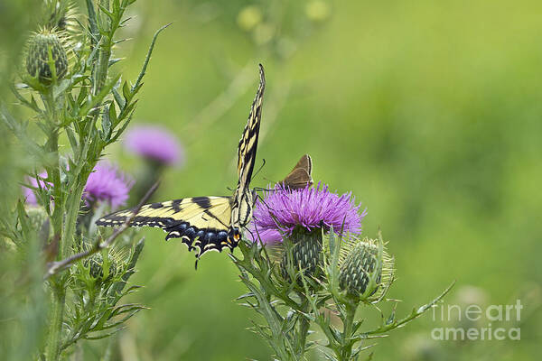Butterfly Art Print featuring the photograph Tiger Swallowtail And Skipper Butterflies On Thistle by Carol Senske