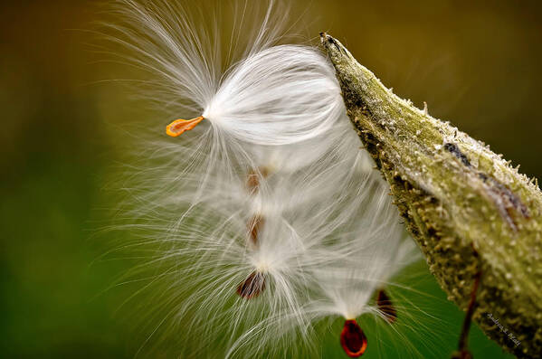 Milkweed Art Print featuring the photograph Time For Me To Fly by Andrea Platt