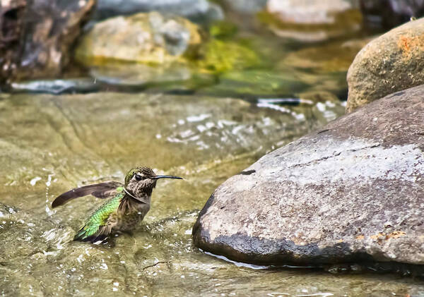 Hummingbird Art Print featuring the photograph Tiny Bather by Priya Ghose