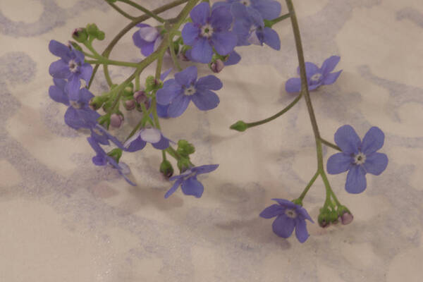 Tiny Blue Flowers Art Print featuring the photograph Tiny Blue by Sandra Foster