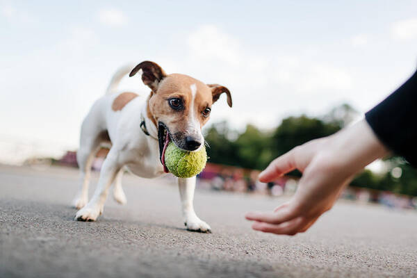Pets Art Print featuring the photograph Tiny Dog (Jack Russel) Wants To Play With Ball by TommL