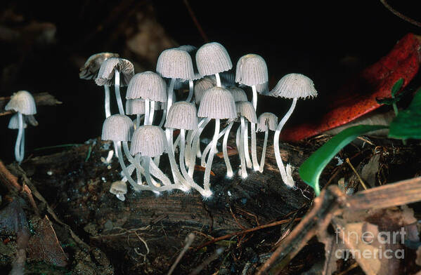 Coprinus Art Print featuring the photograph Tiny Mushrooms by Gregory G. Dimijian, M.D.