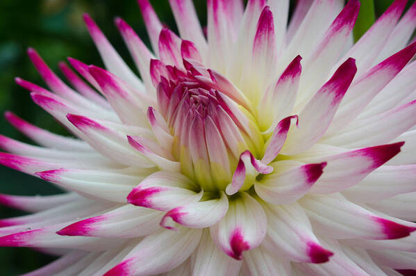 Dahlia Art Print featuring the photograph Tips by Kathy Paynter