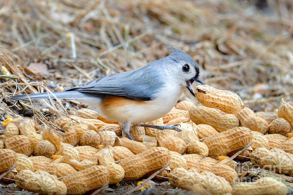 Tufted Titmouse Art Print featuring the photograph Titmouse Heaven by Amy Porter