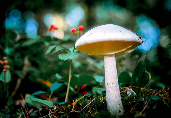 Mushroom Art Print featuring the photograph Toadstool by Jim DeLillo