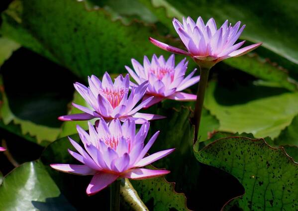 Aquatic Framed Prints Art Print featuring the photograph Together We Bloom - Violet Lily by Ramabhadran Thirupattur