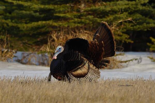 Turkey Art Print featuring the photograph Tom Turkey by Steven Clipperton