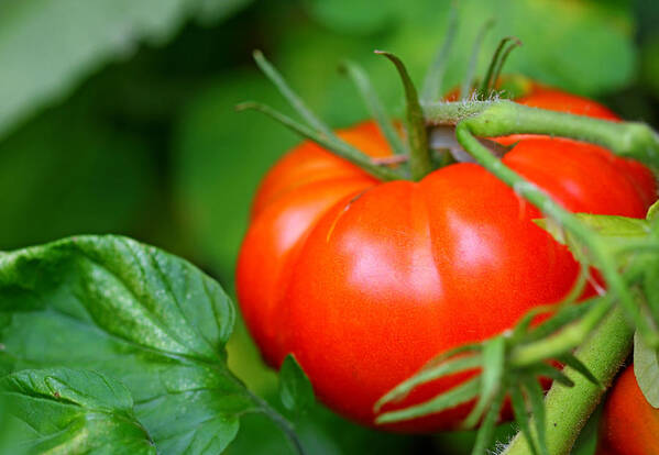 Food Art Print featuring the photograph Tomato On The Vine by Debbie Oppermann