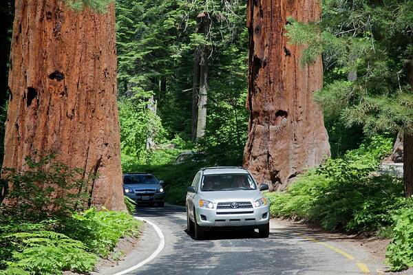 Giant Sequoia Art Print featuring the photograph Tourism In Sequoia National Park by Jim West