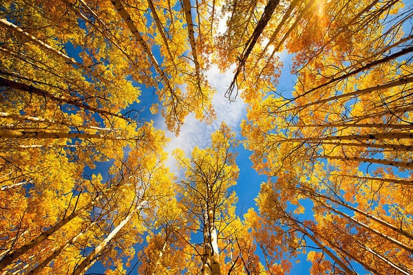 Aspens Art Print featuring the photograph Towering Aspens by Darren White