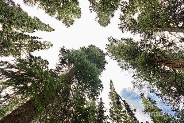 'pine Trees' Art Print featuring the photograph Towering Pine Trees by James BO Insogna