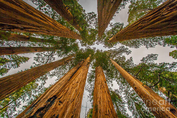 Landscape Art Print featuring the photograph Towering Pines by Charles Garcia