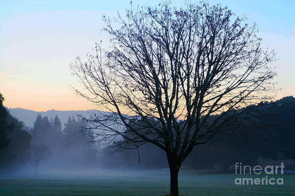 California Art Print featuring the photograph Tree and mist by Dan Hartford