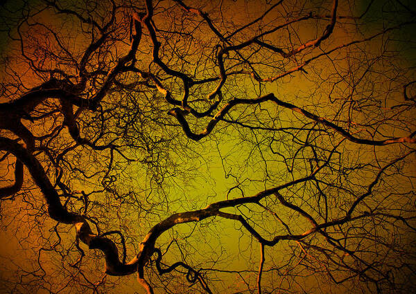Autumn Art Print featuring the photograph Tree at night by Steve Ball