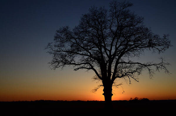 Tree Art Print featuring the photograph Tree at Sunset by Michael Donahue