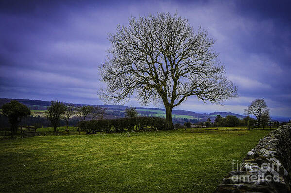M.c. Story Art Print featuring the photograph Tree - Hadrian's Wall by Mary Carol Story