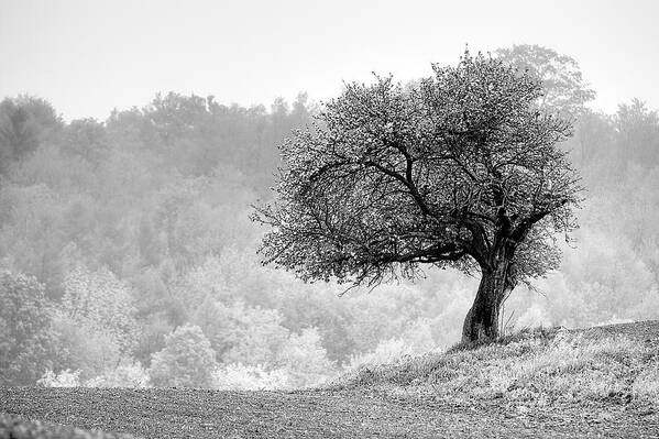 Landscape Art Print featuring the photograph Tree On Marilla Hill by Don Nieman