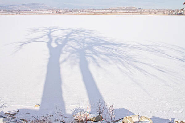 Winter Art Print featuring the photograph Tree Shadow Puppets by James BO Insogna