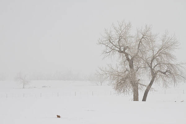 Snow Art Print featuring the photograph Tree Snow Fog and The Prairie Dog by James BO Insogna