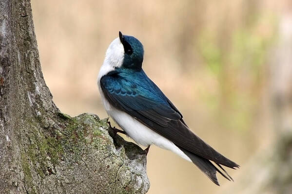 Tree Swallow. Swallow Art Print featuring the photograph Tree Swallow by Ann Bridges