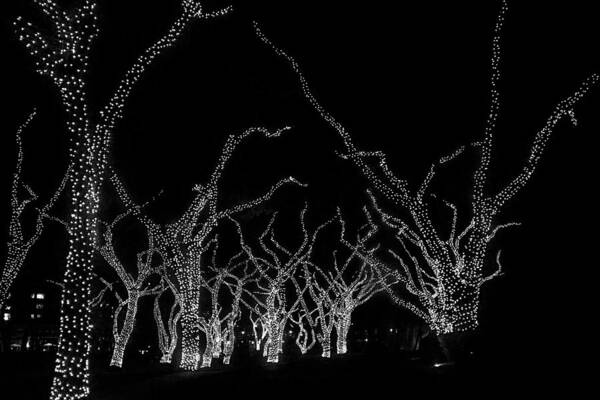 Lighted Trees Art Print featuring the photograph Trees Bejeweled II by Jim Snyder