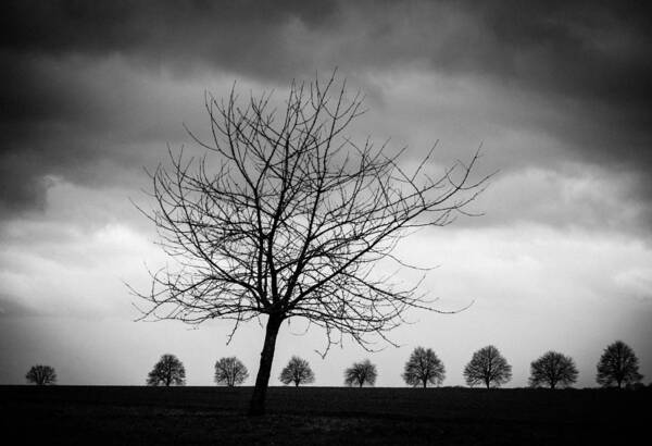 Tree Art Print featuring the photograph Trees black and white by Matthias Hauser