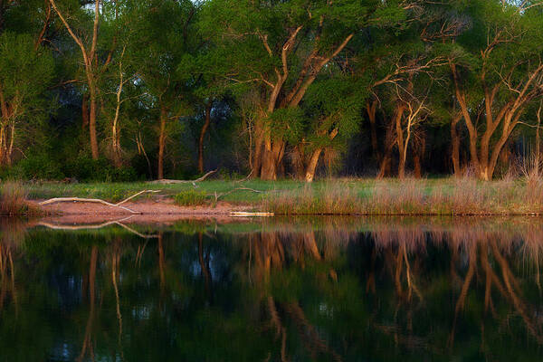 Reflection Art Print featuring the photograph Trees of the Lake by Darren White