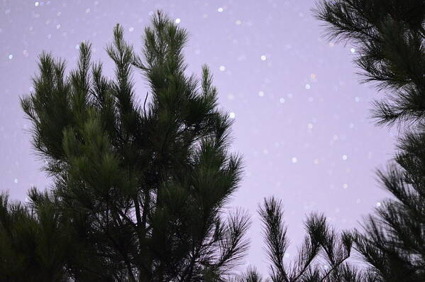 Trees Art Print featuring the photograph Trees Under the Stars by David Morefield