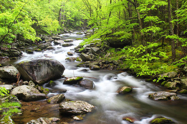 Great Smoky Mountain National Park Art Print featuring the photograph Tremont Spring - Great Smoky Mountains by Nancy Dunivin