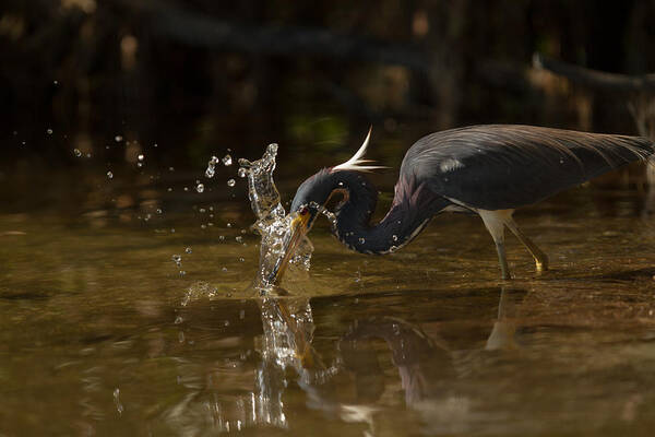 Birds Art Print featuring the photograph Tri-colored Heron by Doug McPherson