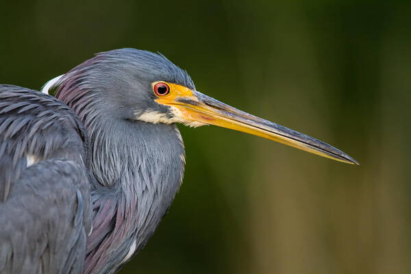 Bird Art Print featuring the photograph Tricolored Heron Closeup by Andres Leon