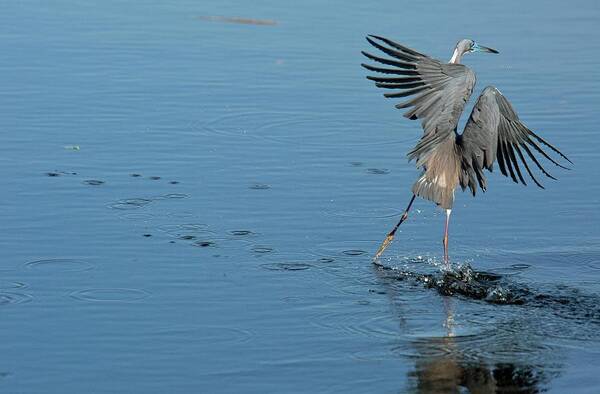 Nobody Art Print featuring the photograph Tricolored Heron Landing On Water by Bob Gibbons