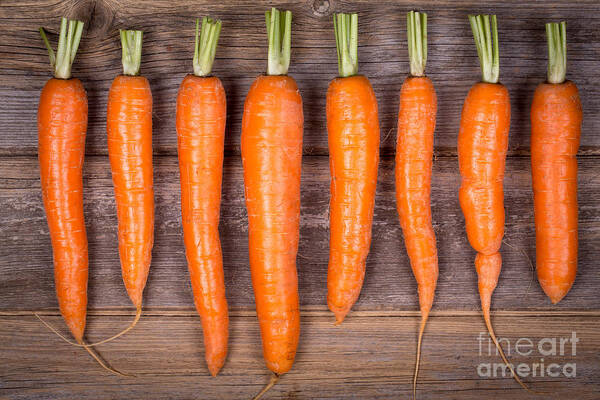 Agriculture Art Print featuring the photograph Trimmed carrots in a row by Jane Rix