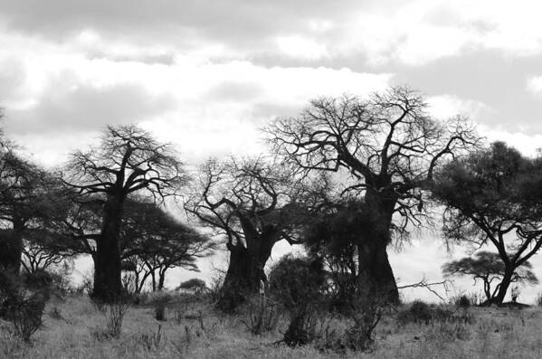 Mysterious Art Print featuring the photograph Trio of Baobabs Kenya by Tom Wurl