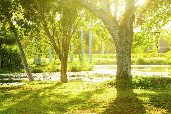 Tropical Rainforest Art Print featuring the photograph Tropical Park In Cuba by Spooh