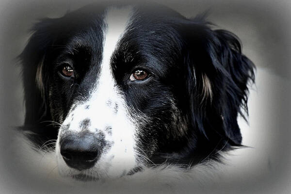 Dog Art Print featuring the photograph True Companion by Melanie Lankford Photography