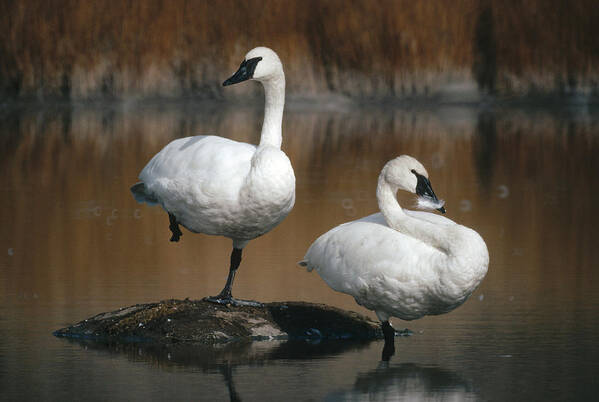 Feb0514 Art Print featuring the photograph Trumpeter Swans Yellowstone Np Wyoming by Michael Quinton
