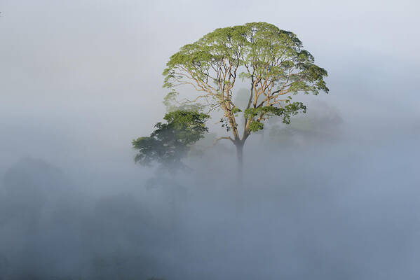 Ch'ien Lee Art Print featuring the photograph Tualang Tree Above Rainforest Mist by Ch'ien Lee