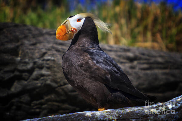 August Art Print featuring the photograph Tufted Puffin by Mark Kiver