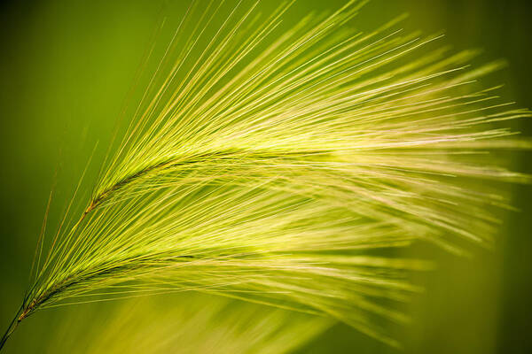 Ornamental Grass Art Print featuring the photograph Tufts of Ornamental Grass by Onyonet Photo Studios