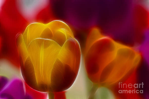 Tulip Art Print featuring the photograph Tulip-7016-Fractal by Gary Gingrich Galleries
