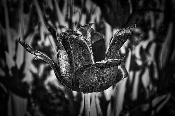 Tulip Art Print featuring the photograph Tulip by Prince Andre Faubert