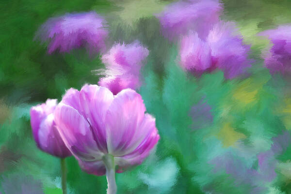Purple Tulips. Colored Textured Painted Background. Painted Tulips.flowers. Purple Flowers. Photography. Digital Painting. Digital Art. Print. Canvas. Texture. Fine Art. Poster. Greeting Card. Mother's Day Greeting Cards. Birthday Greeting Card. Sympathy Greeting Card. Phone Skins. Art Print featuring the painting Tulip Explosion by Mary Timman