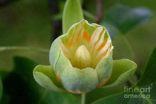 Tulip Tree Art Print featuring the photograph Tulip Tree Bloom by Christiane Schulze Art And Photography