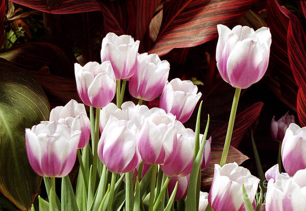 Flower Art Print featuring the photograph Tulips 2 by Tom Brickhouse